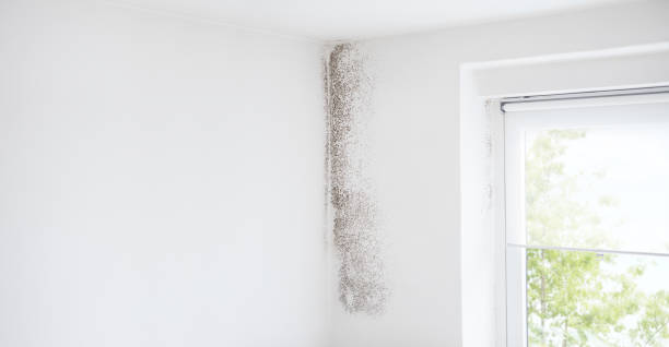 Mold Documentation for Insurance Claims in Gladewater, TX